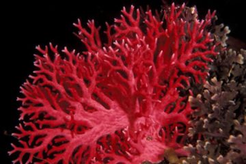 Canxi san hô đỏ – dược liệu vàng giúp trung hòa axit dạ dày